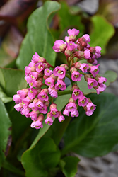 Winter Glow Bergenia (Bergenia 'Winterglut') at Peter Knippel Garden Centre