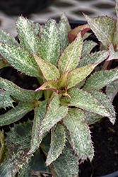 Pacific Frost Corsican Hellebore (Helleborus argutifolius 'Pacific Frost') at Lakeshore Garden Centres