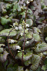 Beesia (Beesia deltophylla) at Lakeshore Garden Centres