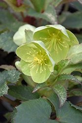 Pacific Frost Corsican Hellebore (Helleborus argutifolius 'Pacific Frost') at Lakeshore Garden Centres