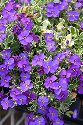 Dr. Mules False Rock Cress (Aubrieta x cultorum 'Dr. Mules') at Lakeshore Garden Centres