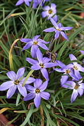 Froyle Mill Spring Starflower (Ipheion uniflorum 'Froyle Mill') at Lakeshore Garden Centres