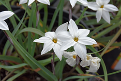 Alberto Castillo Spring Starflower (Ipheion 'Alberto Castillo') at Lakeshore Garden Centres
