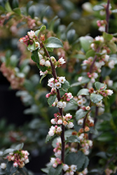 Thunderbird Evergreen Huckleberry (Vaccinium ovatum 'Thunderbird') at Lakeshore Garden Centres