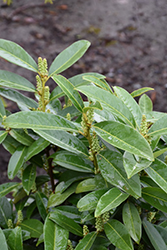 Russian Laurel (Prunus laurocerasus 'Reynvaanii') at Lakeshore Garden Centres