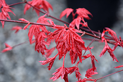 Beni Komachi Japanese Maple (Acer palmatum 'Beni Komachi') at Lakeshore Garden Centres