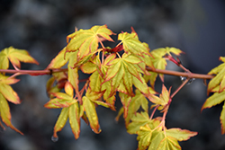 Ueno Homare Japanese Maple (Acer palmatum 'Ueno Homare') at Lakeshore Garden Centres