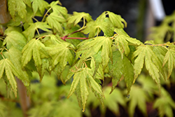 Red Wood Japanese Maple (Acer palmatum 'Red Wood') at Lakeshore Garden Centres