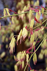 Peaches And Cream Japanese Maple (Acer palmatum 'Peaches And Cream') at Lakeshore Garden Centres