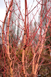 Winter Orange Japanese Maple (Acer palmatum 'Winter Orange') at Lakeshore Garden Centres
