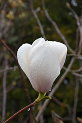 David Clulow Magnolia (Magnolia 'David Clulow') at Lakeshore Garden Centres