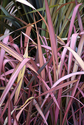 Evening Glow New Zealand Flax (Phormium 'Evening Glow') at Lakeshore Garden Centres