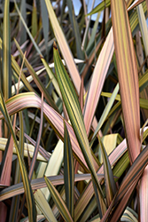 Misty Cream New Zealand Flax (Phormium 'Misty Cream') at Lakeshore Garden Centres