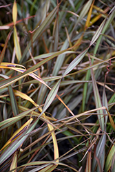 Surfer New Zealand Flax (Phormium 'Surfer') at Lakeshore Garden Centres