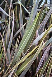 Sundowner New Zealand Flax (Phormium 'Sundowner') at Lakeshore Garden Centres