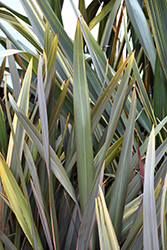 Dusky Chief New Zealand Flax (Phormium 'Dusky Chief') at Lakeshore Garden Centres