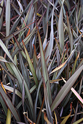 Black Rage New Zealand Flax (Phormium 'Black Rage') at Lakeshore Garden Centres