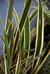 Duet New Zealand Flax (Phormium 'Duet') at Lakeshore Garden Centres