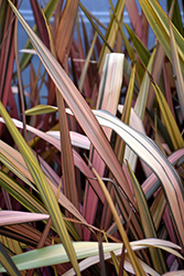Margaret Jones New Zealand Flax (Phormium 'Margaret Jones') at Lakeshore Garden Centres