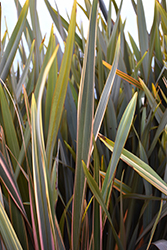 Rosie Chameleon New Zealand Flax (Phormium 'Rosie Chameleon') at Lakeshore Garden Centres