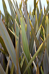 Pink Blush New Zealand Flax (Phormium 'Pink Blush') at Lakeshore Garden Centres