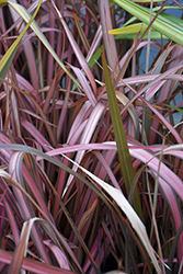 Pink Panther New Zealand Flax (Phormium 'Pink Panther') at Lakeshore Garden Centres