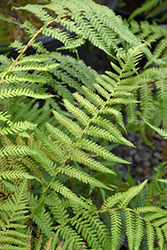 Soft Tree Fern (Dicksonia antarctica) at Lakeshore Garden Centres