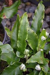 Hart's Tongue Fern (Phyllitis scolopendrium) at Lakeshore Garden Centres
