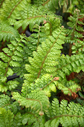 Rigid Tassel Fern (Polystichum rigens) at Lakeshore Garden Centres