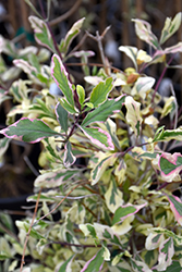Harlequin Honeysuckle (Lonicera periclymenum 'Harlequin') at Lakeshore Garden Centres