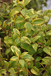 Shirofu Chirimen Asian Jasmine (Trachelospermum asiaticum 'Shirofu Chirimen') at Lakeshore Garden Centres
