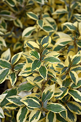 Gilt Edge Silverberry (Elaeagnus x ebbingei 'Gilt Edge') at Lakeshore Garden Centres