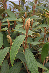 Leatherleaf Viburnum (Viburnum rhytidophyllum) at Lakeshore Garden Centres
