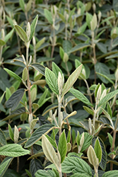 Emerald Envy Lantanaphyllum Viburnum (Viburnum x rhytidophylloides 'NCVR1') at Lakeshore Garden Centres