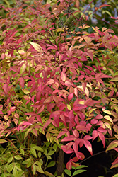 Sienna Sunrise Nandina (Nandina domestica 'Monfar') at Lakeshore Garden Centres