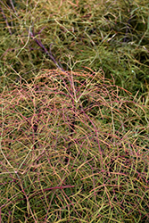 Threadleaf Dwarf Nandina (Nandina domestica 'Filamentosa') at Lakeshore Garden Centres