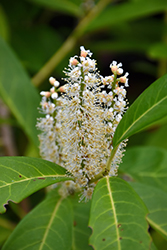 Russian Laurel (Prunus laurocerasus 'Reynvaanii') at Lakeshore Garden Centres