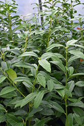 Genolia Cherry Laurel (Prunus laurocerasus 'Mariblon') at Lakeshore Garden Centres