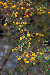 Dwarf Rosemary Barberry (Berberis x stenophylla 'Nana') at Lakeshore Garden Centres