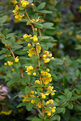 William Penn Barberry (Berberis x gladwynensis 'William Penn') at Lakeshore Garden Centres