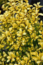 Brass Buckle Japanese Holly (Ilex crenata 'ANNYS1') at Lakeshore Garden Centres