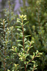 Patti-O Box Japanese Holly (Ilex crenata 'FARROWSK6') at Lakeshore Garden Centres