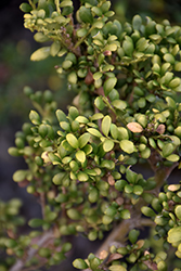 Geisha Japanese Holly (Ilex crenata 'Geisha') at Lakeshore Garden Centres