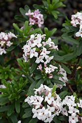 Eternal Fragrance Daphne (Daphne x transatlantica 'BLAFRA') at Lakeshore Garden Centres