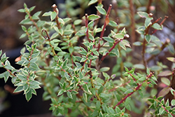 Variegated Chilean Wintergreen (Gaultheria mucronata 'Variegata') at Lakeshore Garden Centres