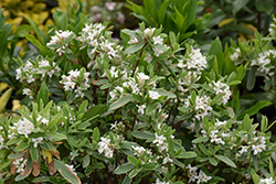 Summer Ice Daphne (Daphne x transatlantica 'Summer Ice') at Lakeshore Garden Centres