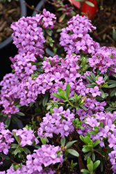 Lawrence Crocker Daphne (Daphne 'Lawrence Crocker') at Lakeshore Garden Centres