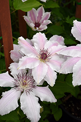 Vancouver Mystic Gem Clematis (Clematis 'Vancouver Mystic Gem') at Lakeshore Garden Centres
