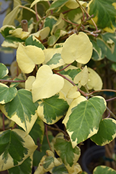 Variegated Persian Ivy (Hedera colchica 'Dentata Variegata') at Lakeshore Garden Centres