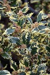 Hedgehog Holly (Ilex aquifolium 'Hedgehog') at Lakeshore Garden Centres